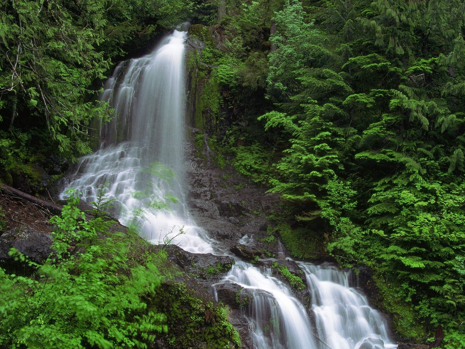 Waterfall in a lush forest