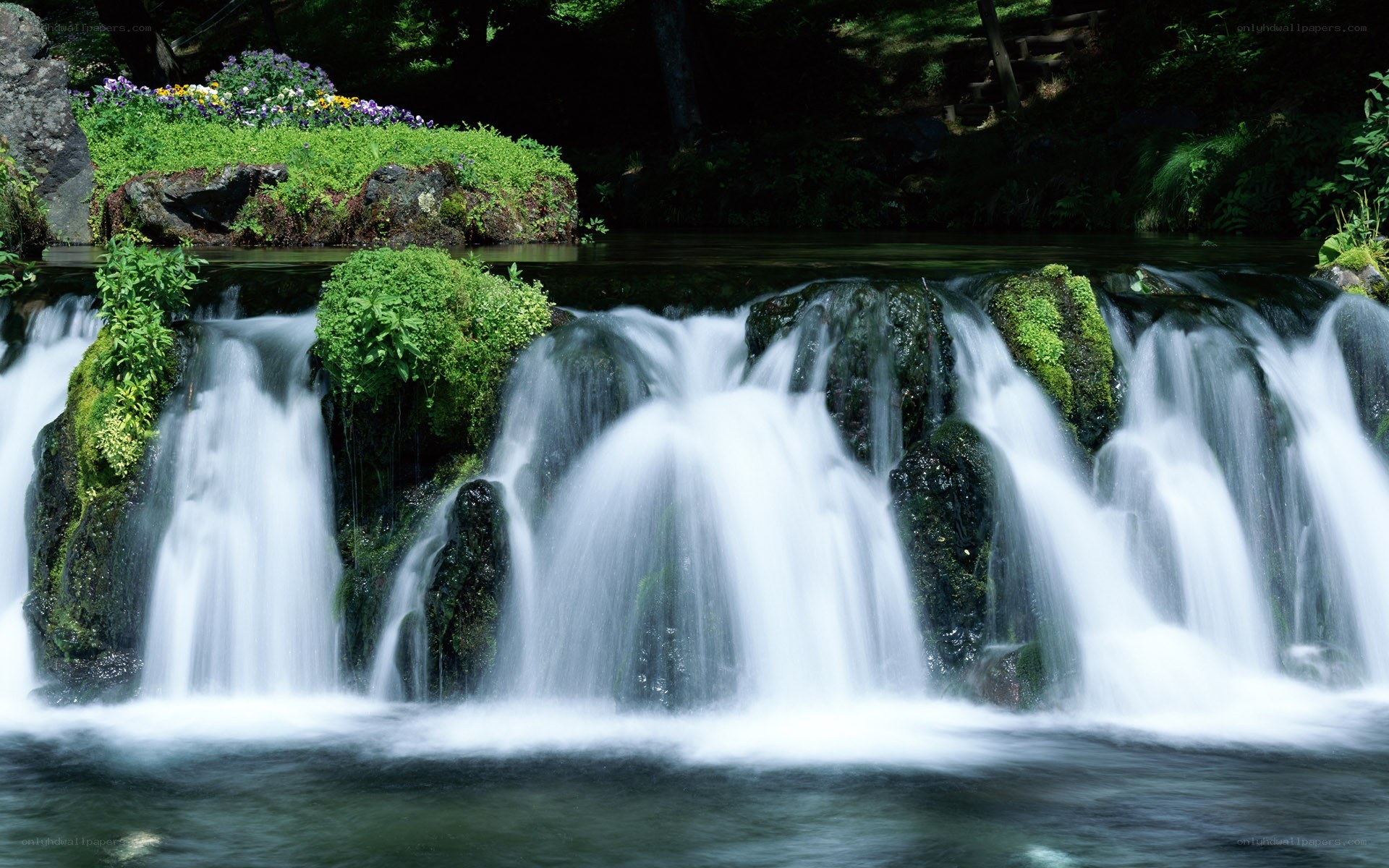 Waterfall in a lush forest