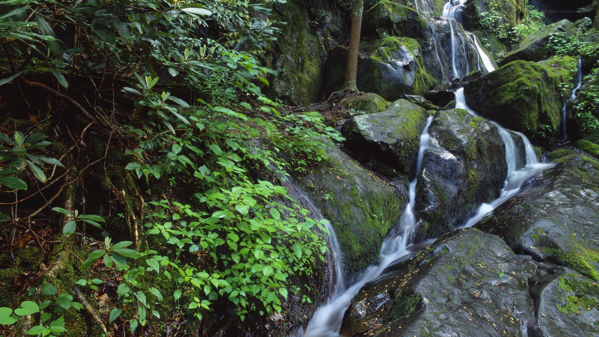 Waterfall in a lush forest