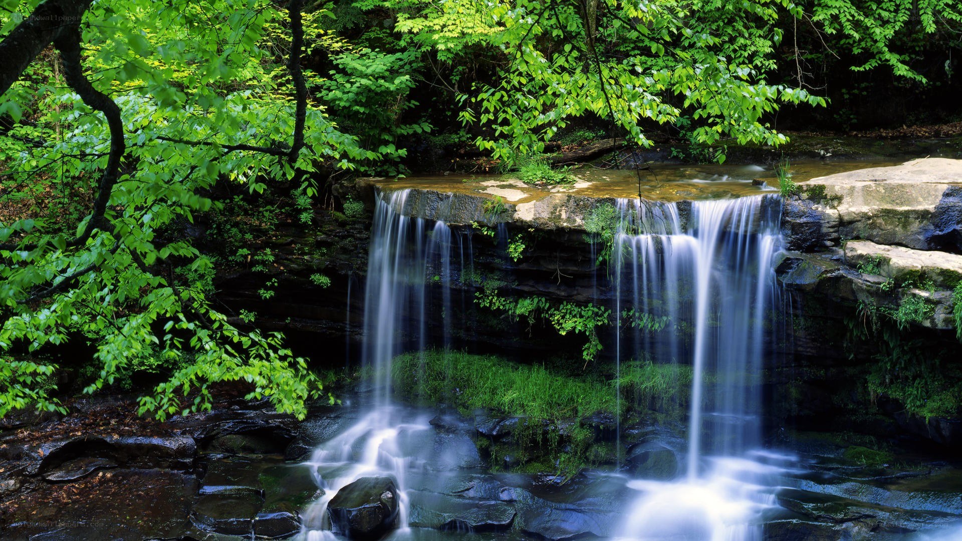 Waterfall in a lush forest
