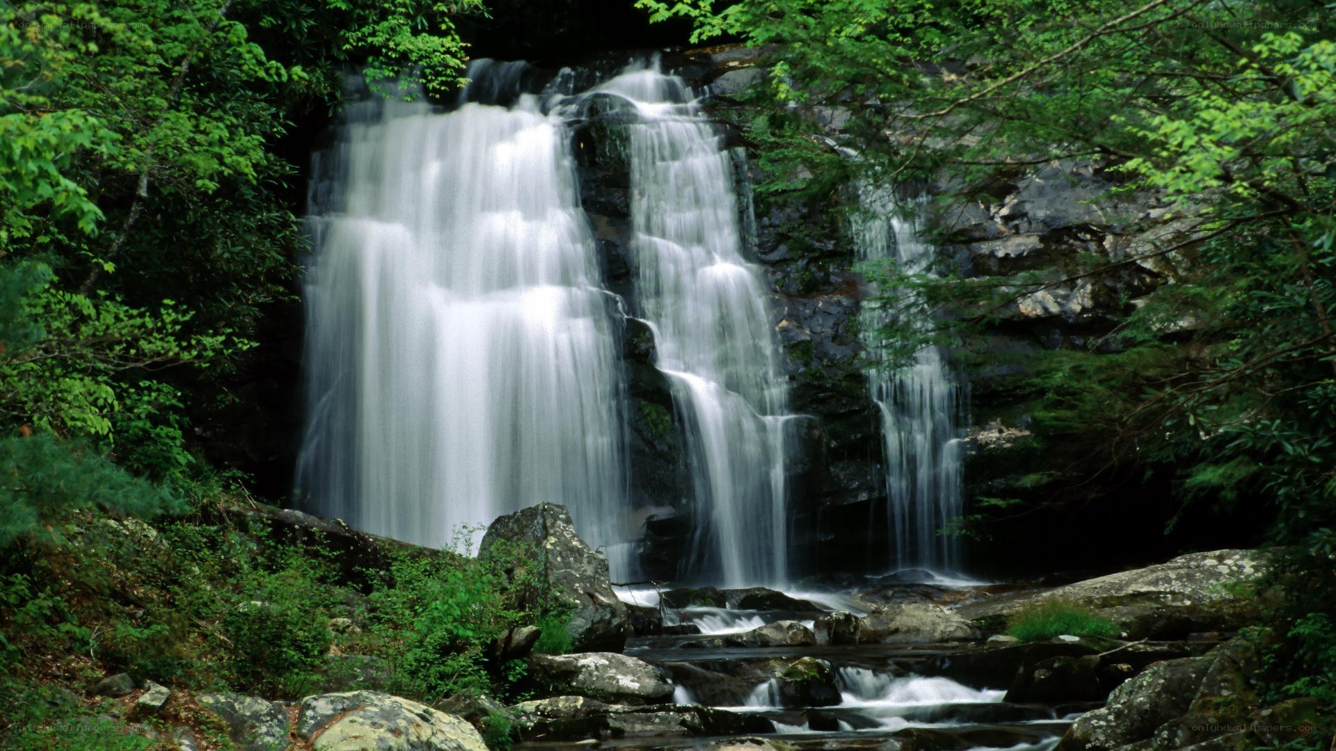 Waterfall in a lush forest
