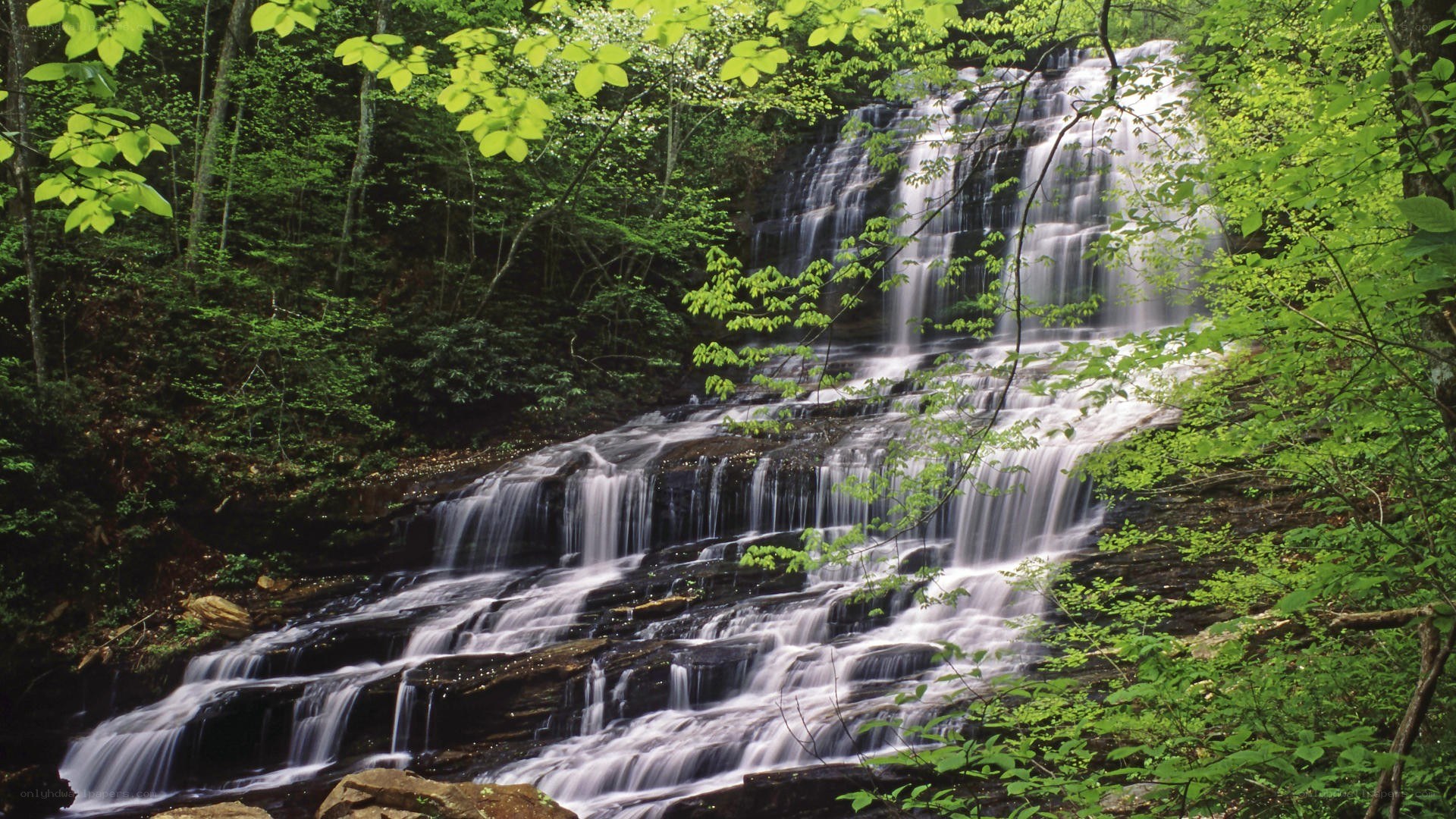 Waterfall in a lush forest