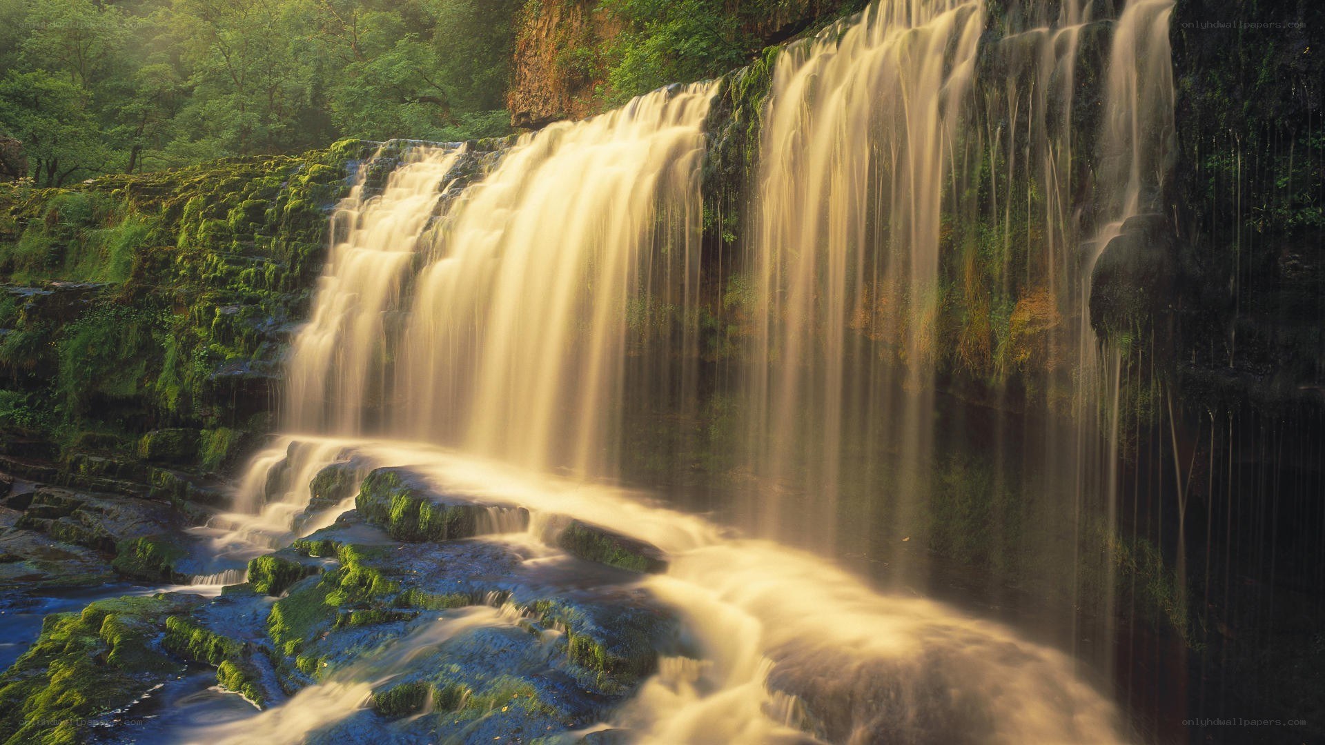 Waterfall in a lush forest