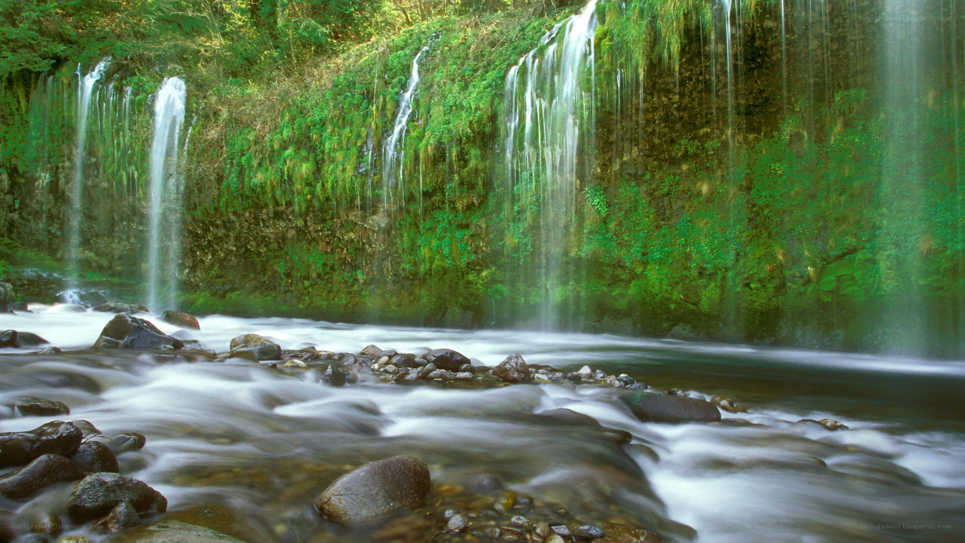 Waterfall in a lush forest