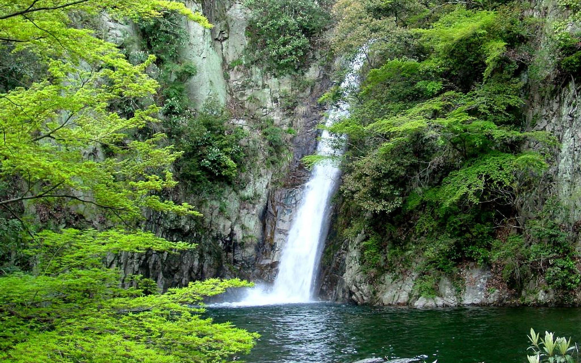Waterfall in a lush forest
