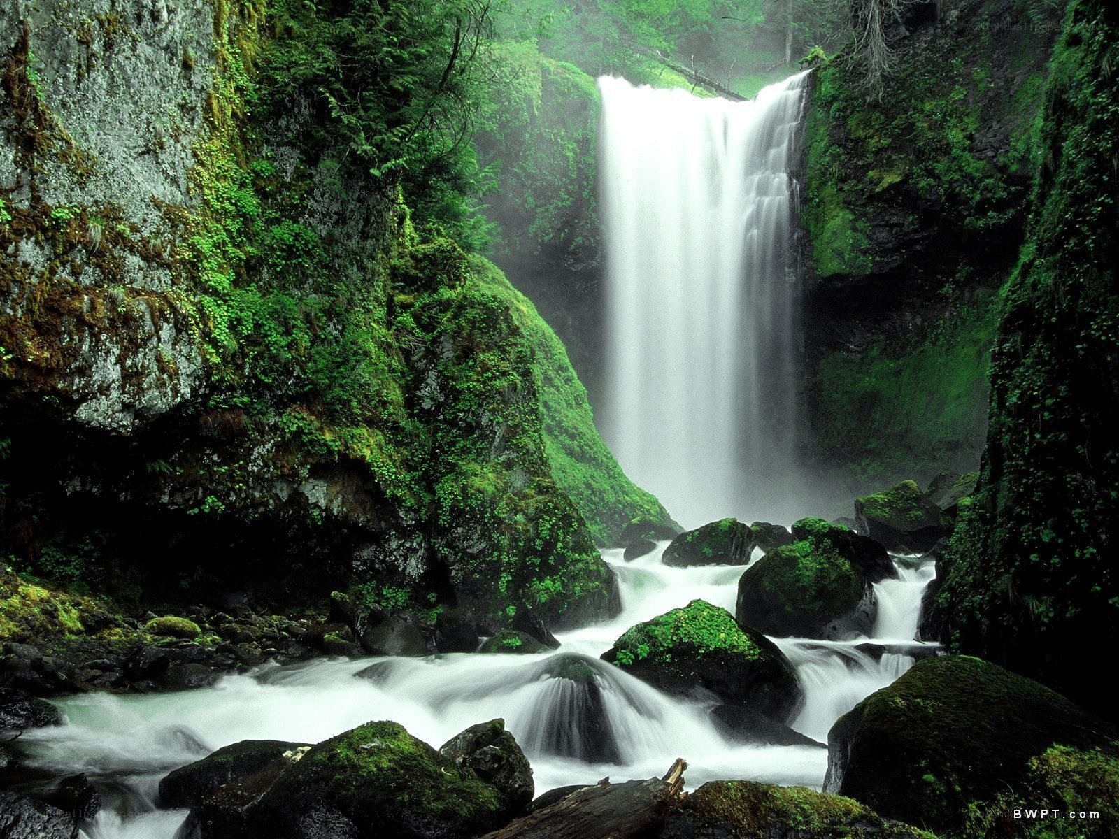 Waterfall in a lush forest