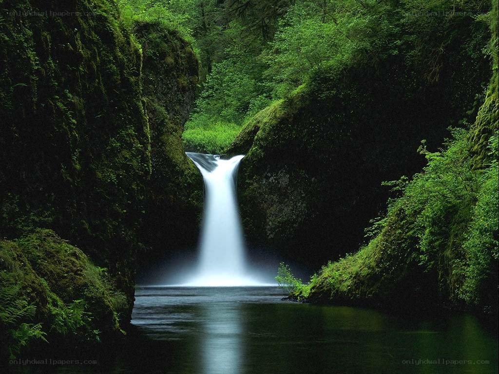 Waterfall in a lush forest
