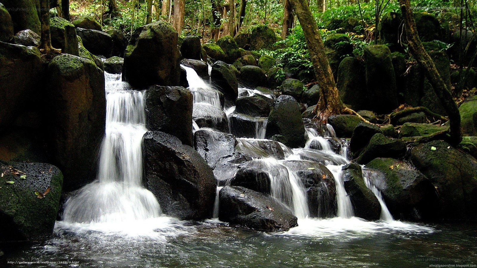 Waterfall in a lush forest