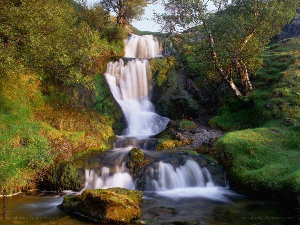 Waterfall in a lush forest