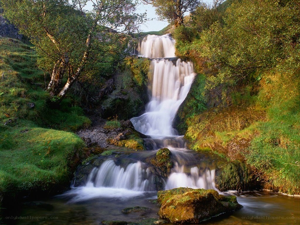 Waterfall in a lush forest