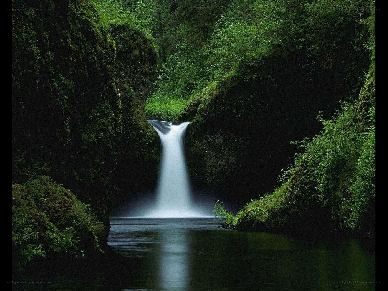 Waterfall in a lush forest