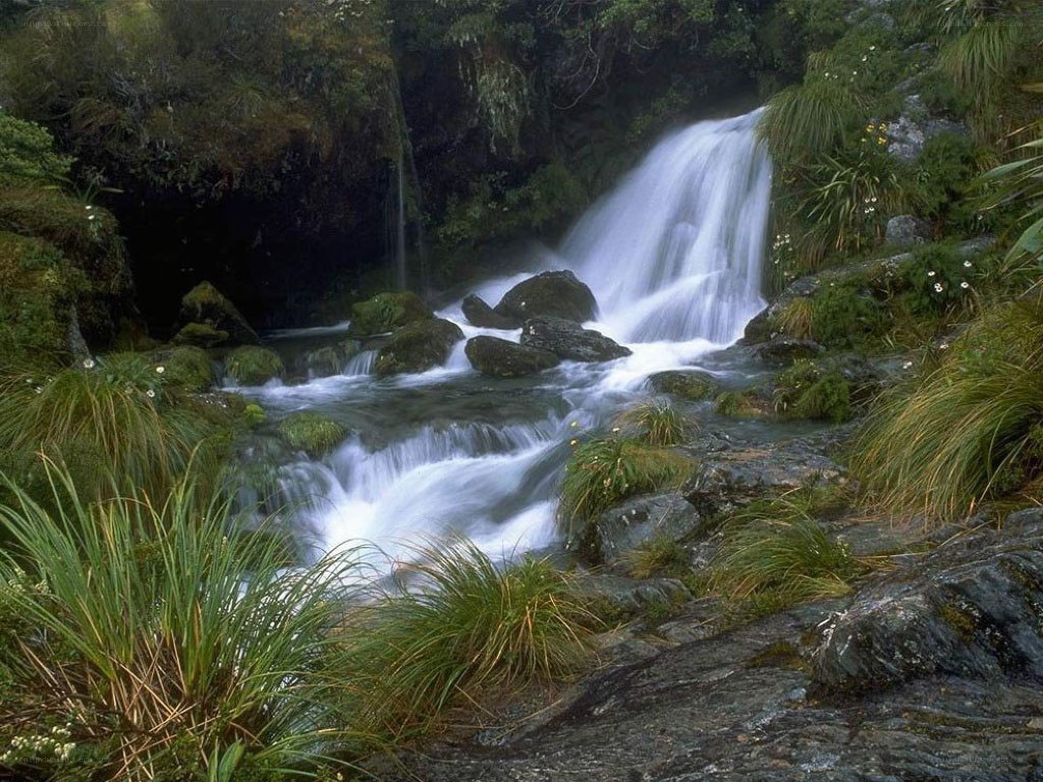 Waterfall in a lush forest
