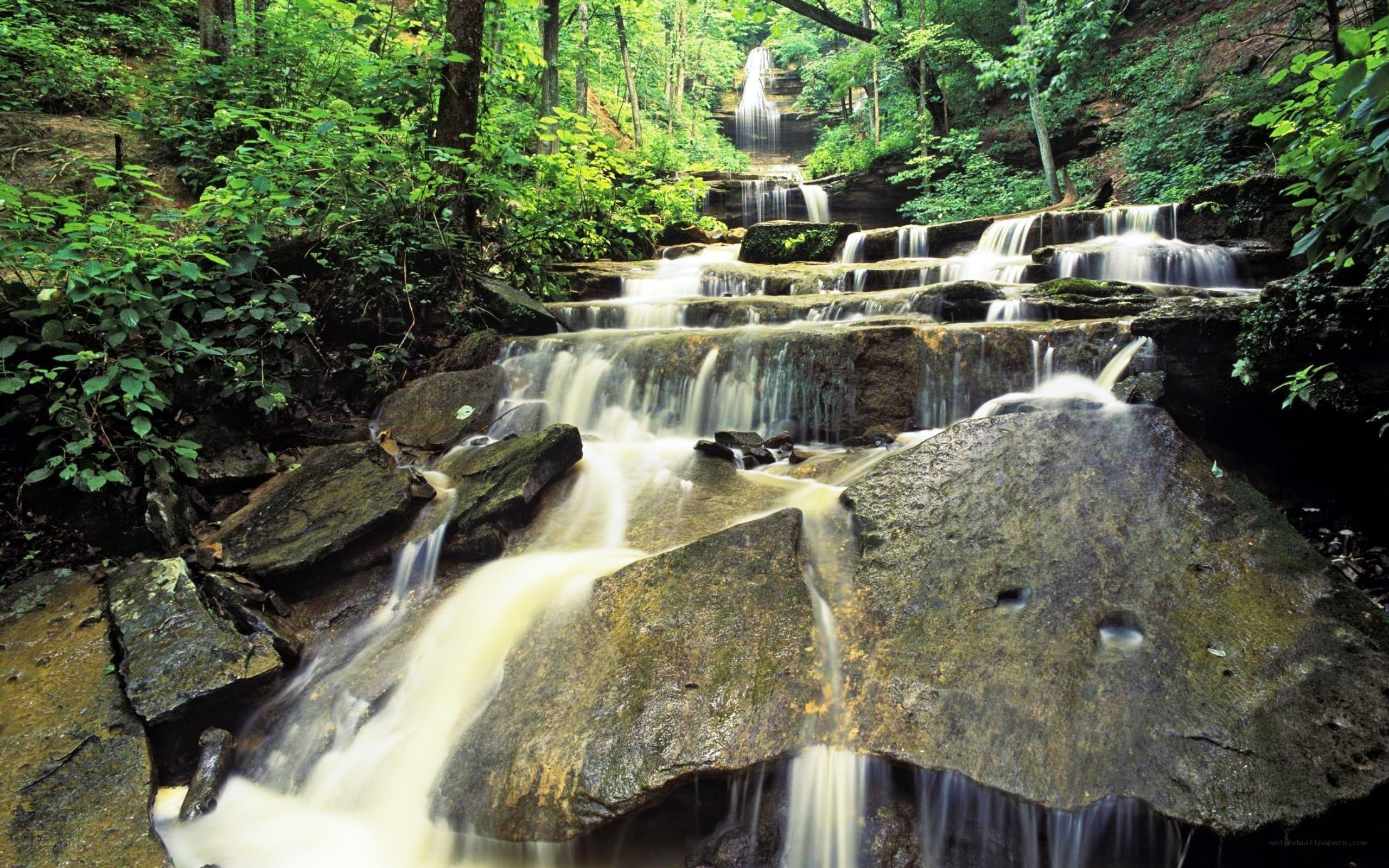 Waterfall in a lush forest