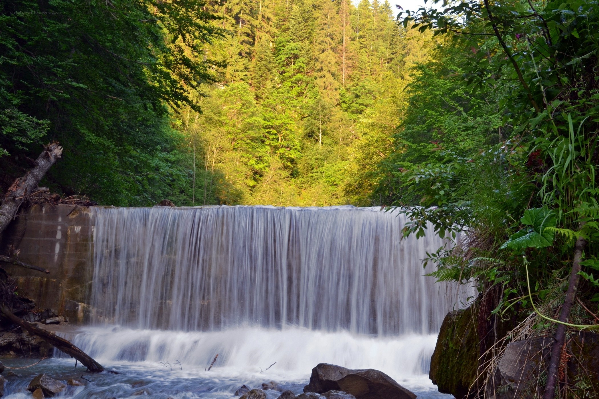 Waterfall in a lush forest
