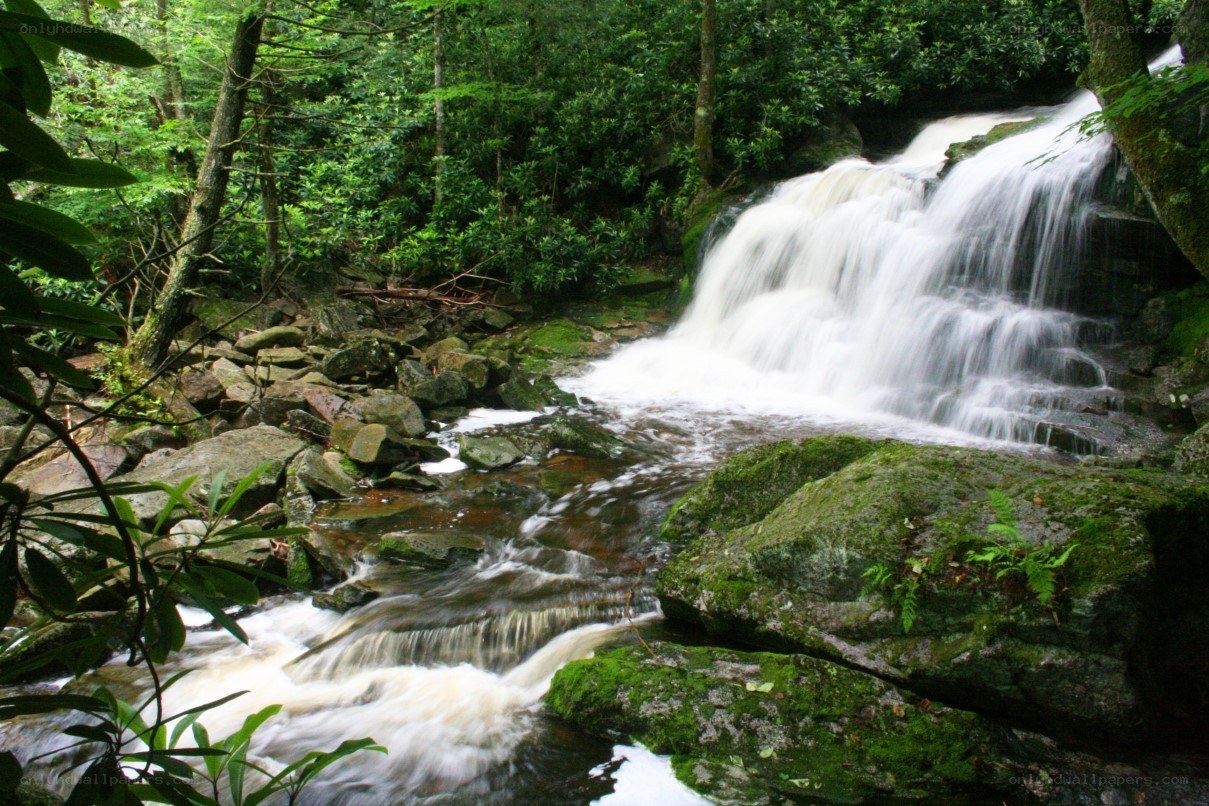 Waterfall in a lush forest