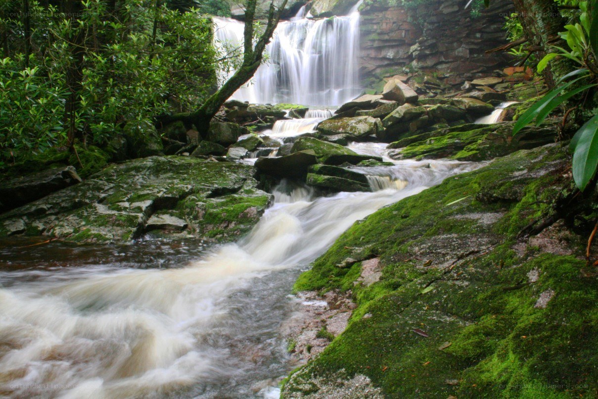 Waterfall in a lush forest