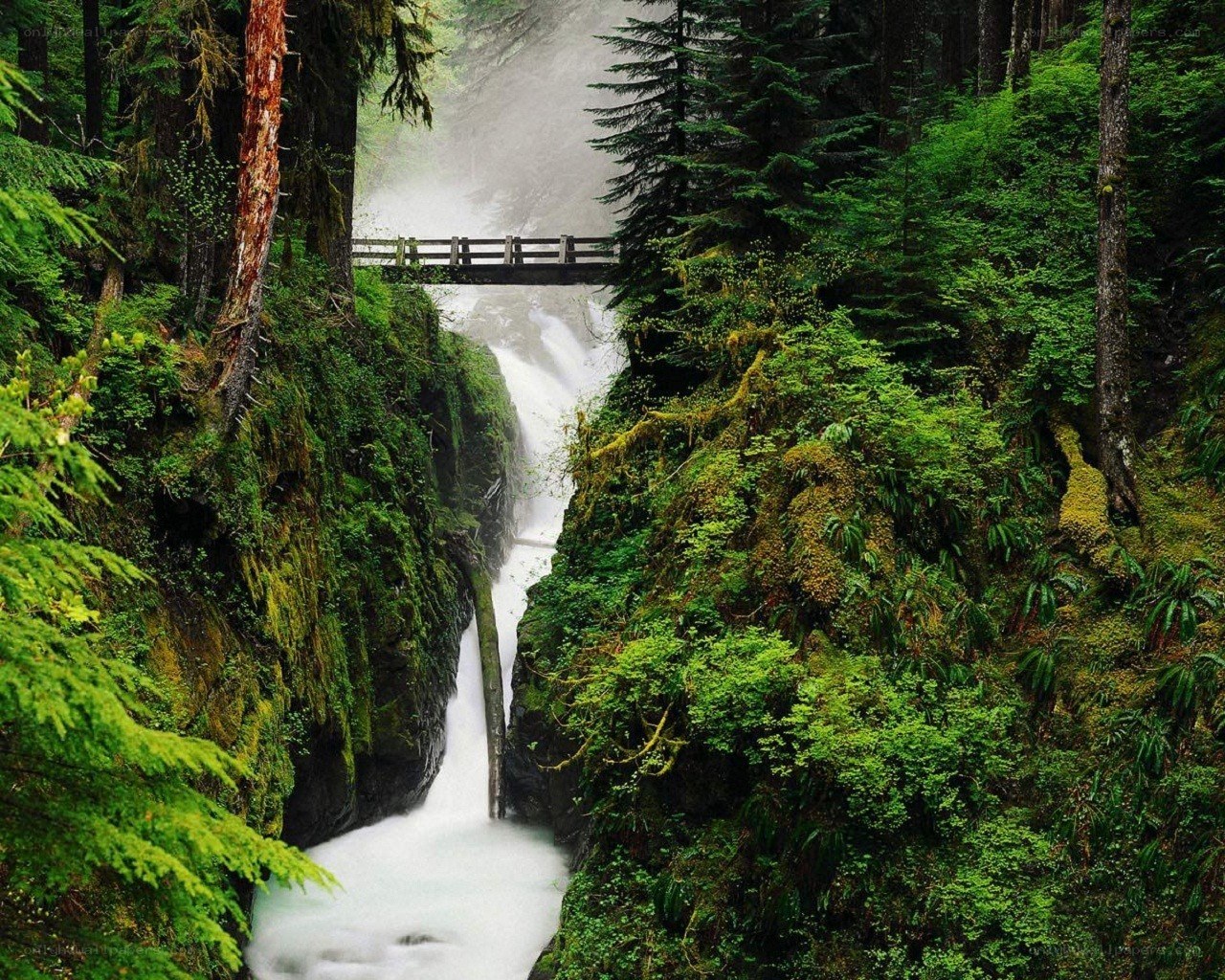 Waterfall in a lush forest