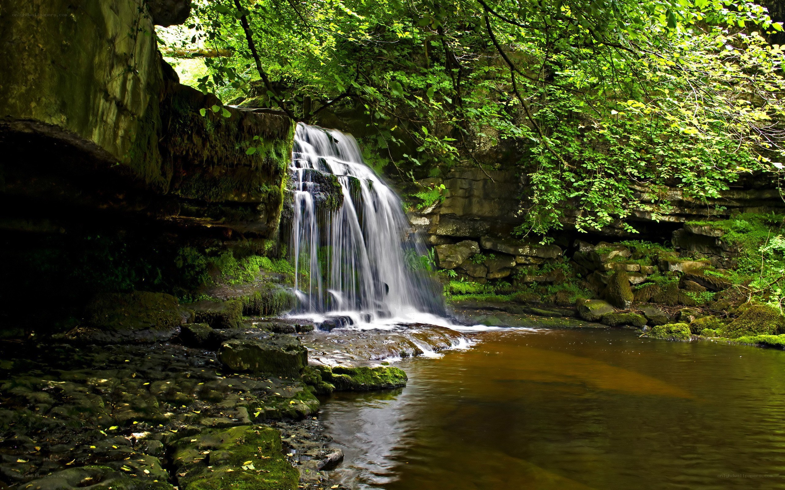 Waterfall in a lush forest