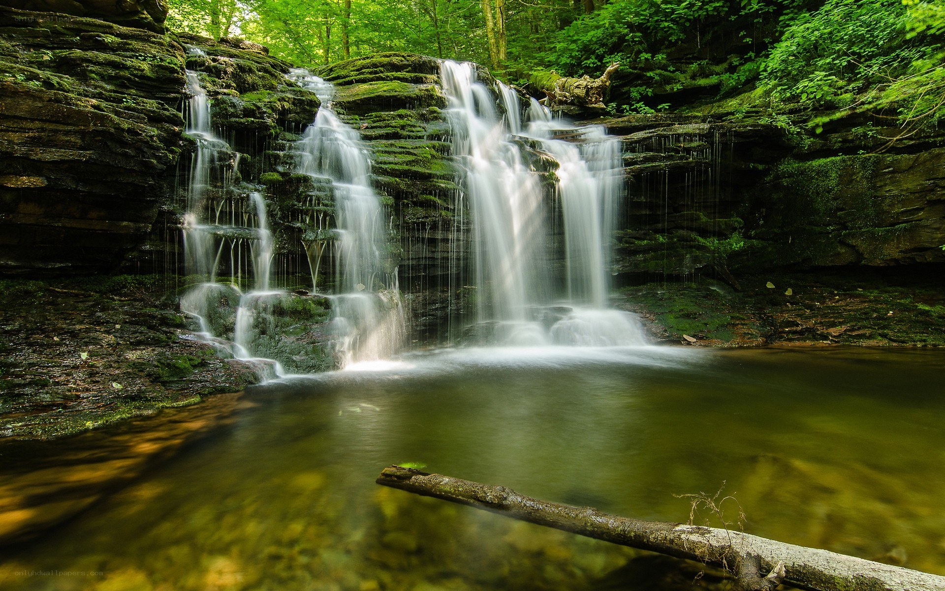 Waterfall in a lush forest
