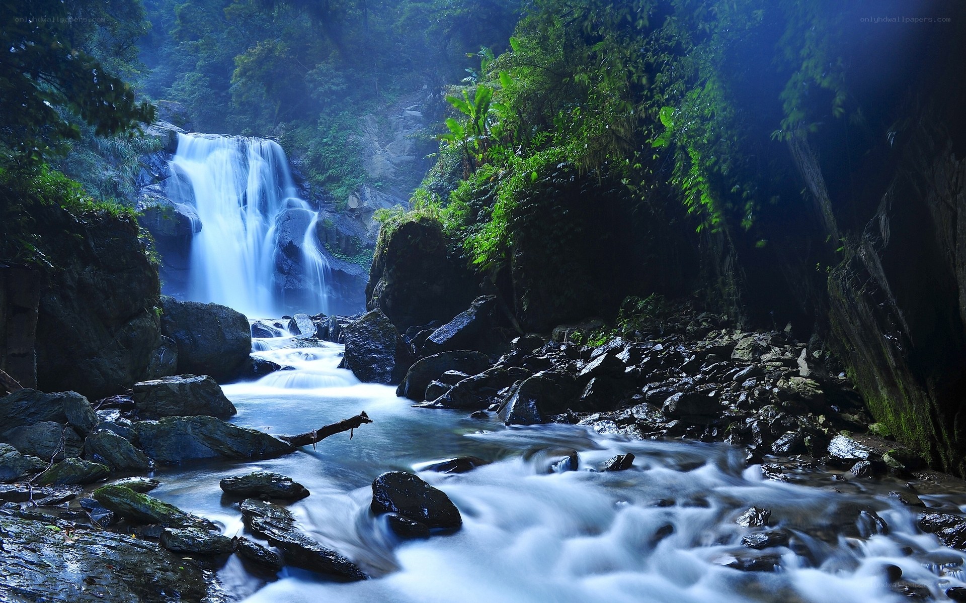 Waterfall in a lush forest