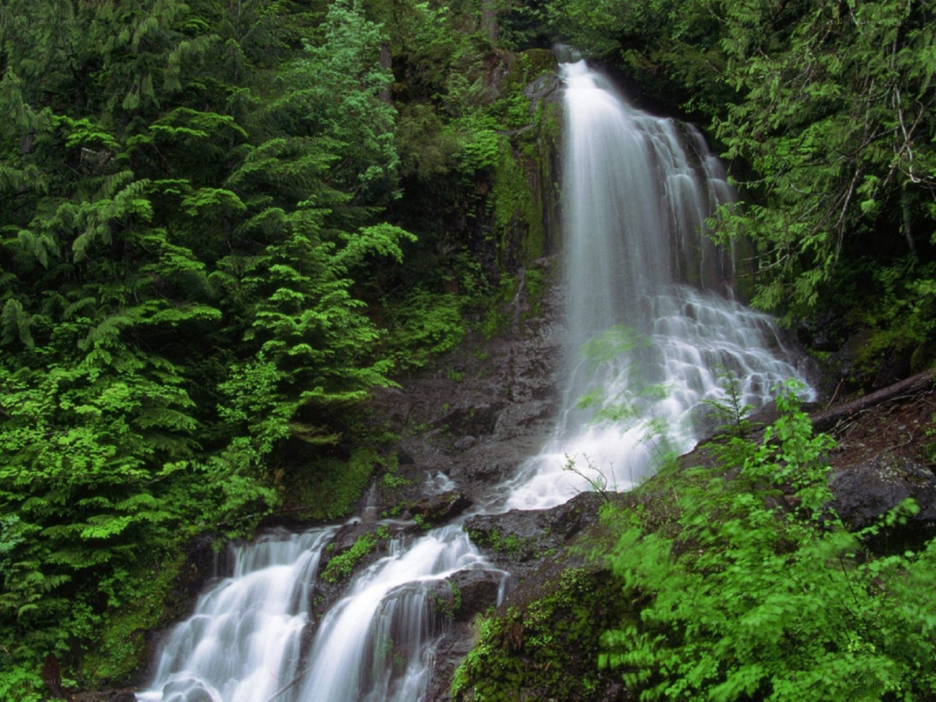 Waterfall in a lush forest