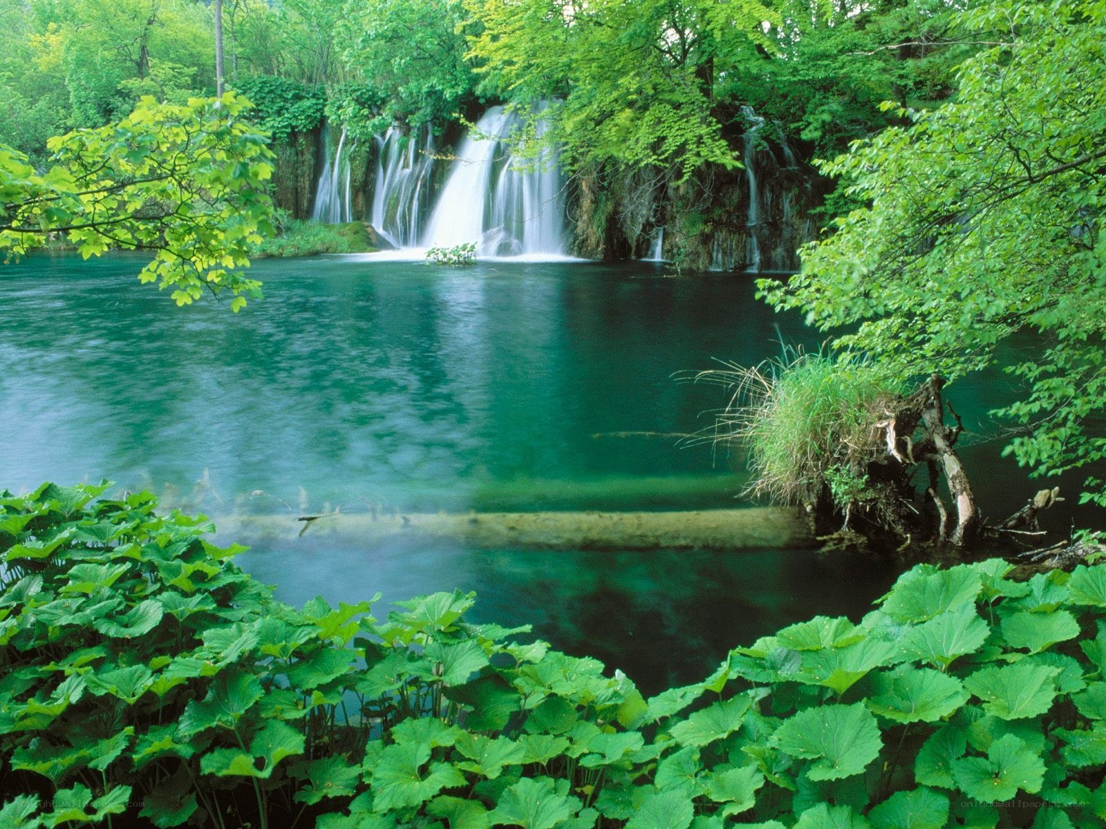 Waterfall in a lush forest