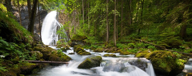 Waterfall in a lush forest