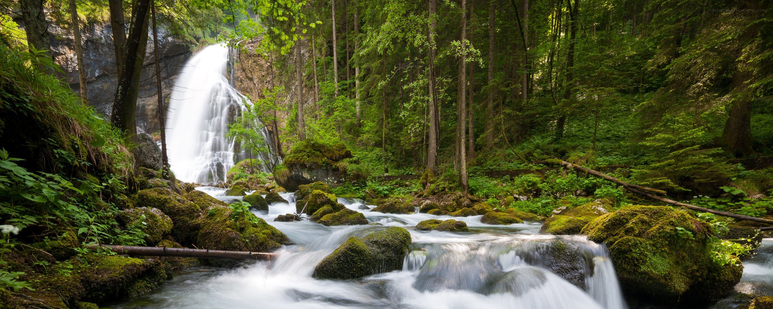 Waterfall in a lush forest