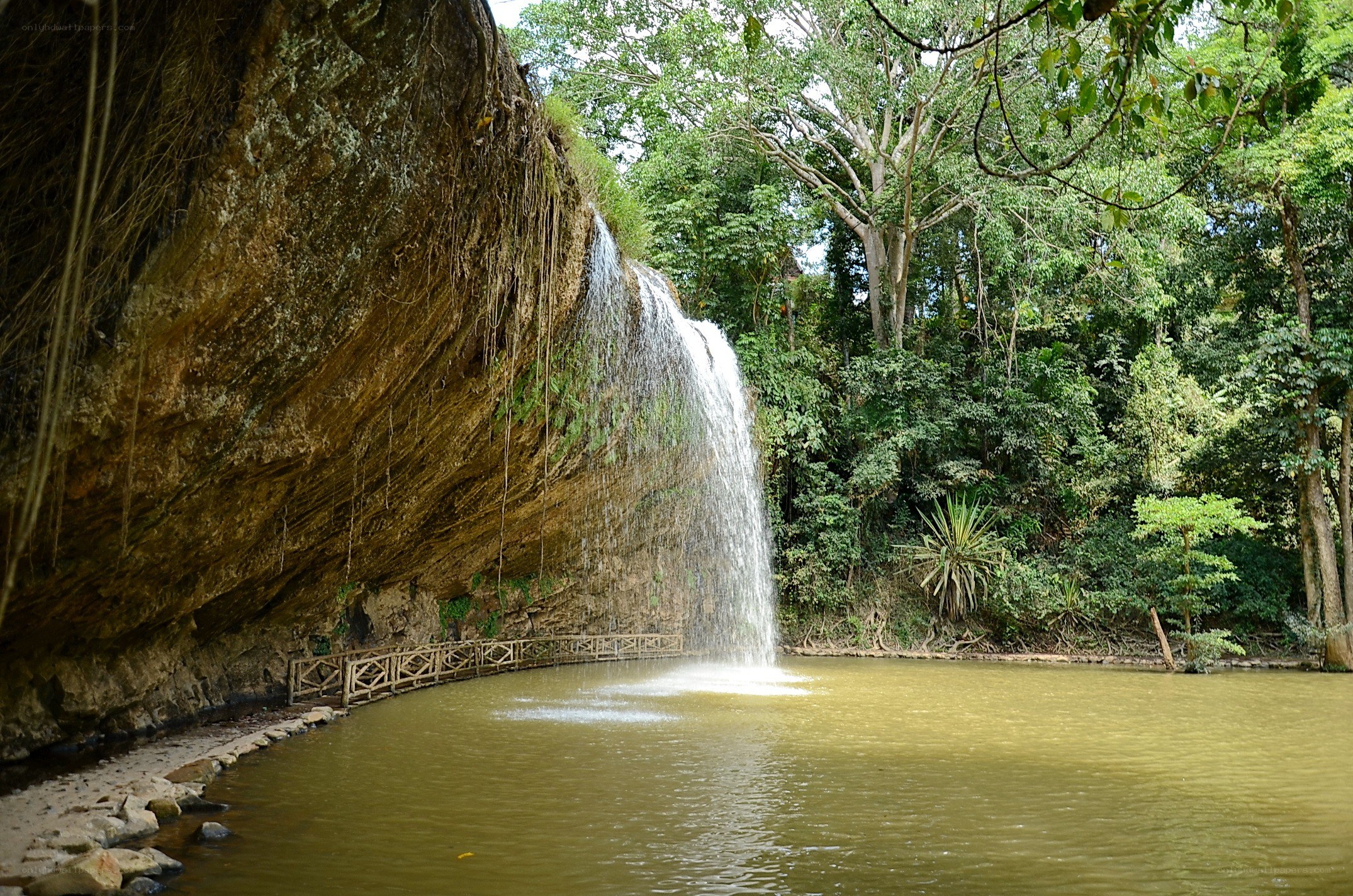 Waterfall in a lush forest