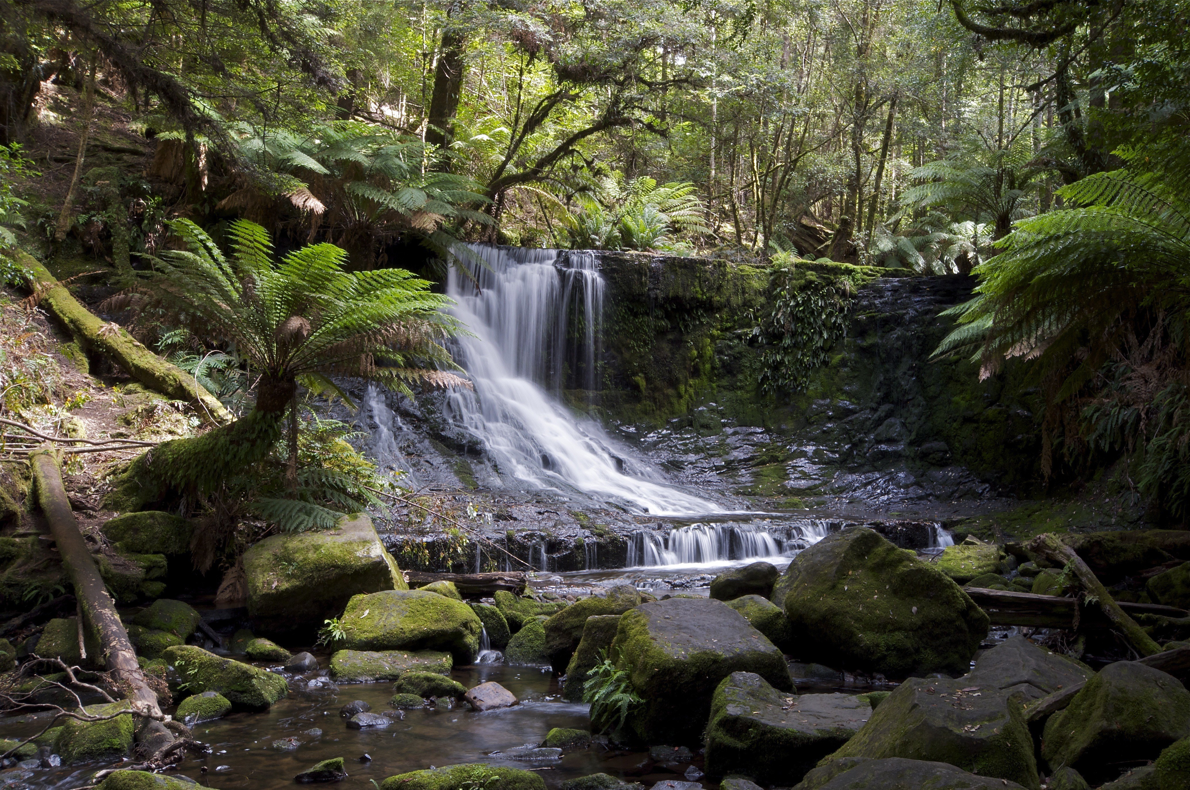 Waterfall in a lush forest