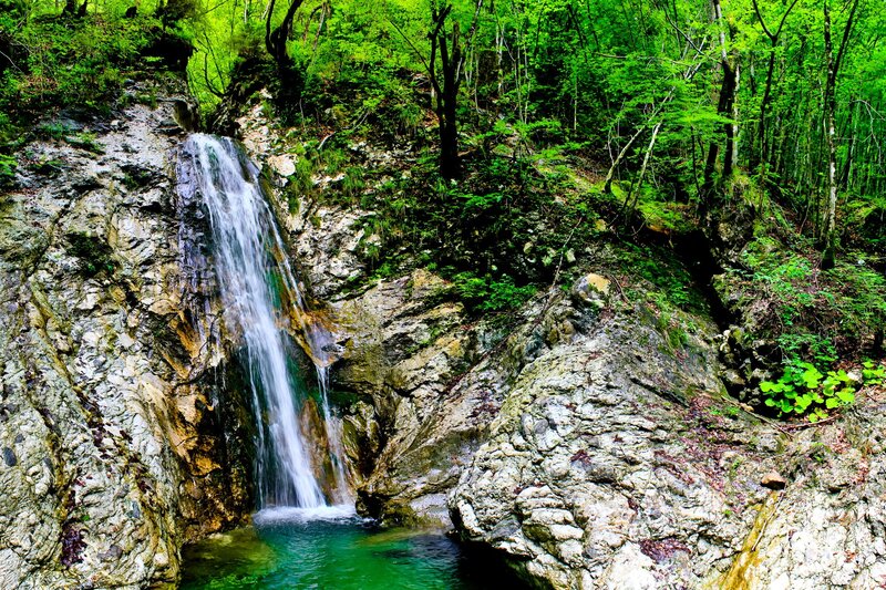 Waterfall in a lush forest