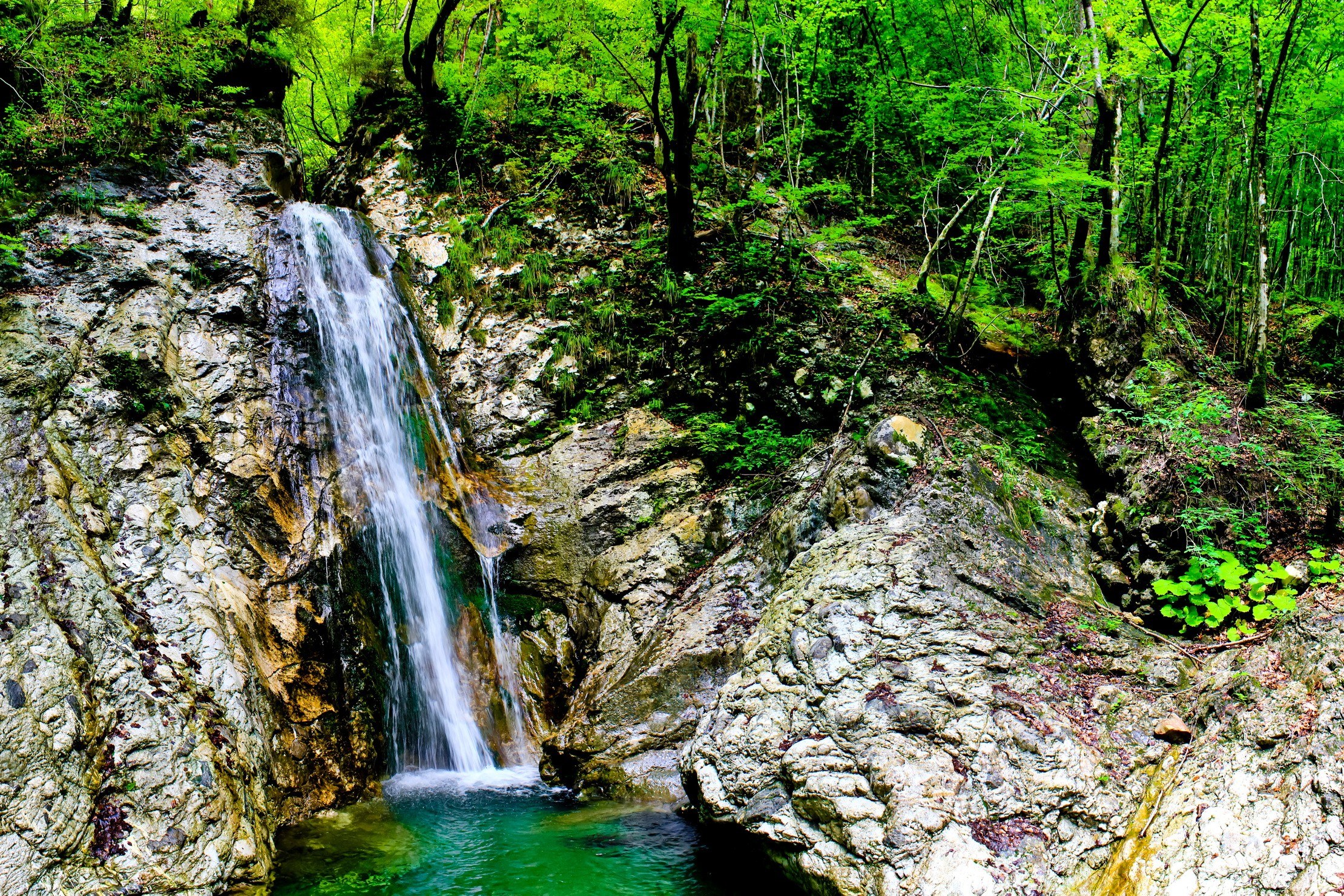 Waterfall in a lush forest