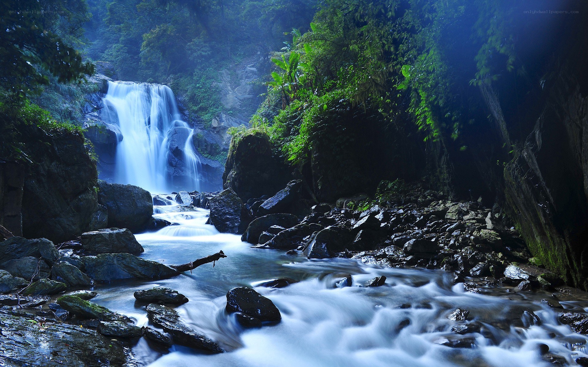 Waterfall in a lush forest
