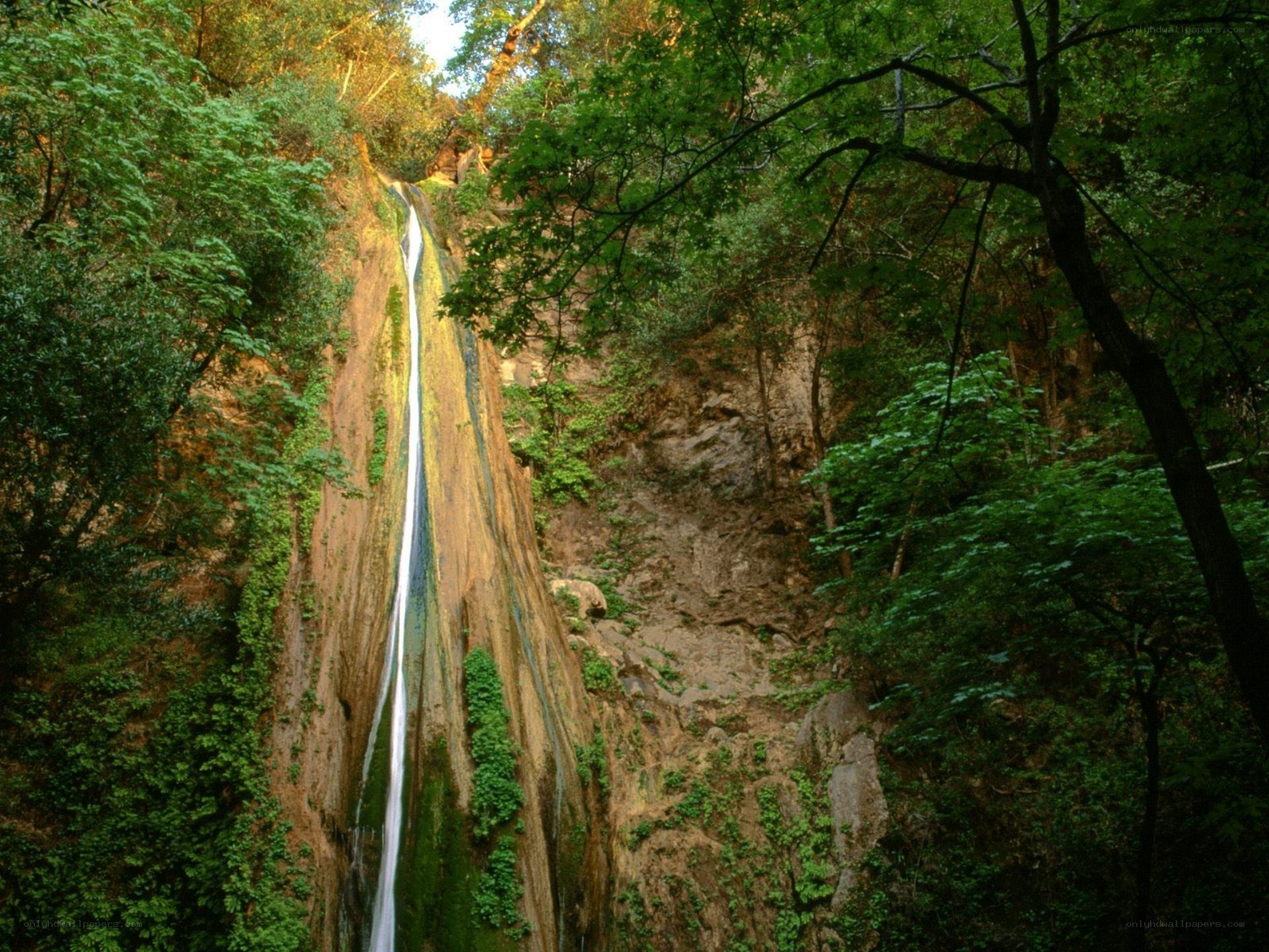 Waterfall in a lush forest