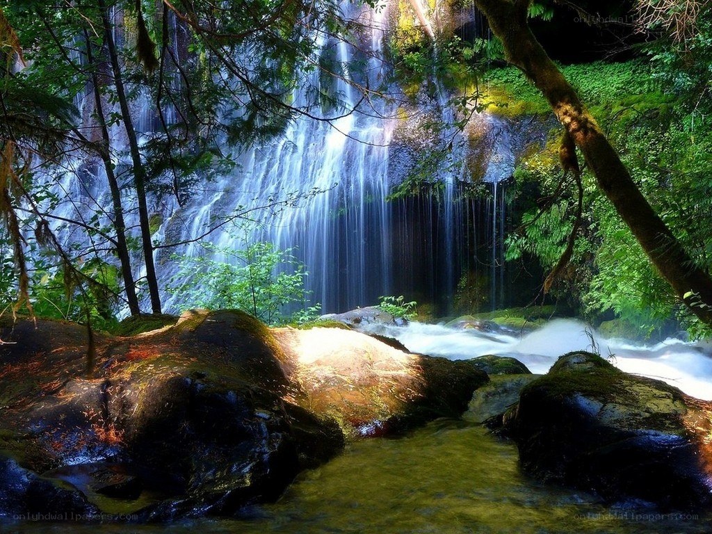Waterfall in a lush forest