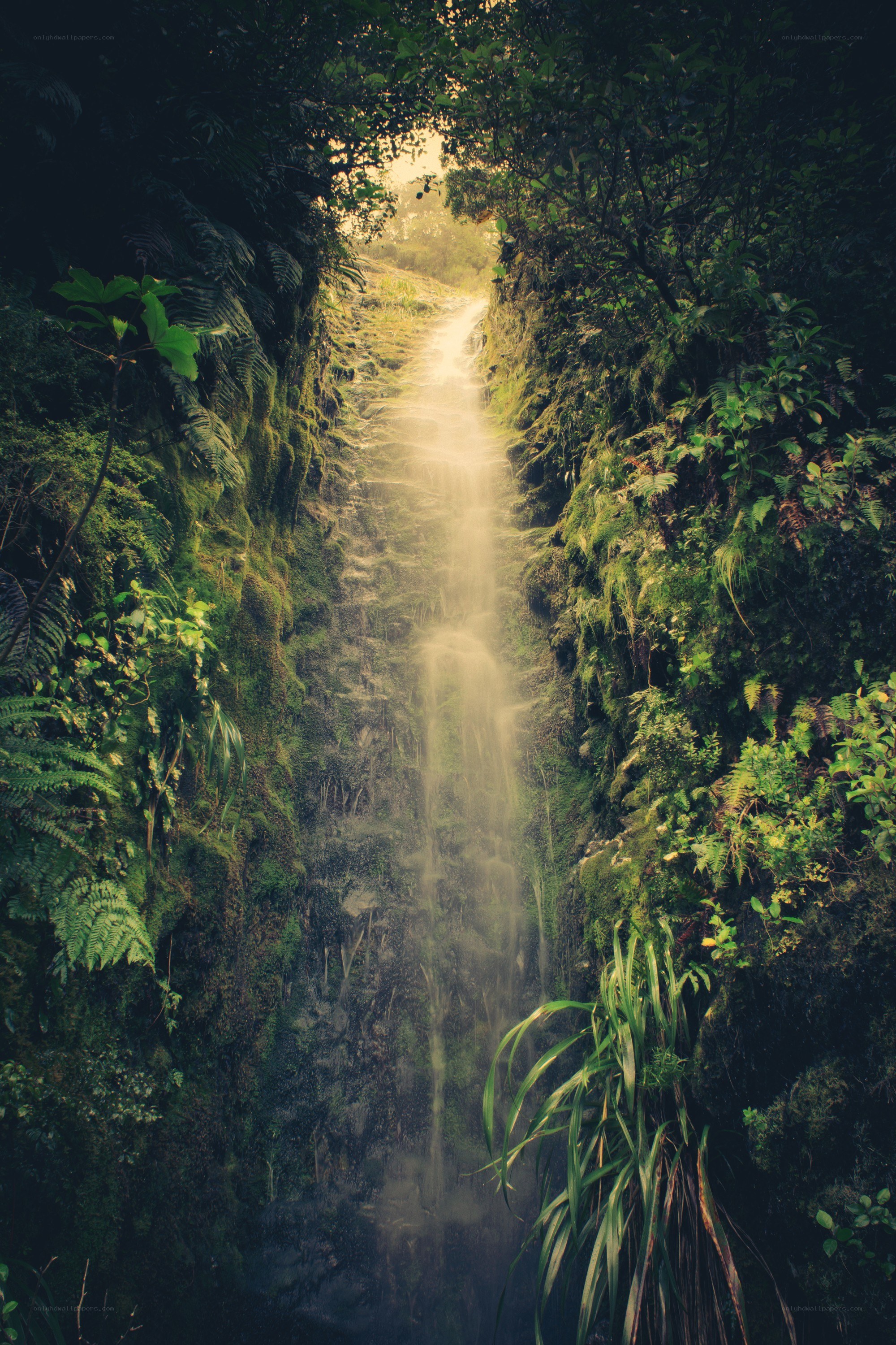 Waterfall in a lush forest