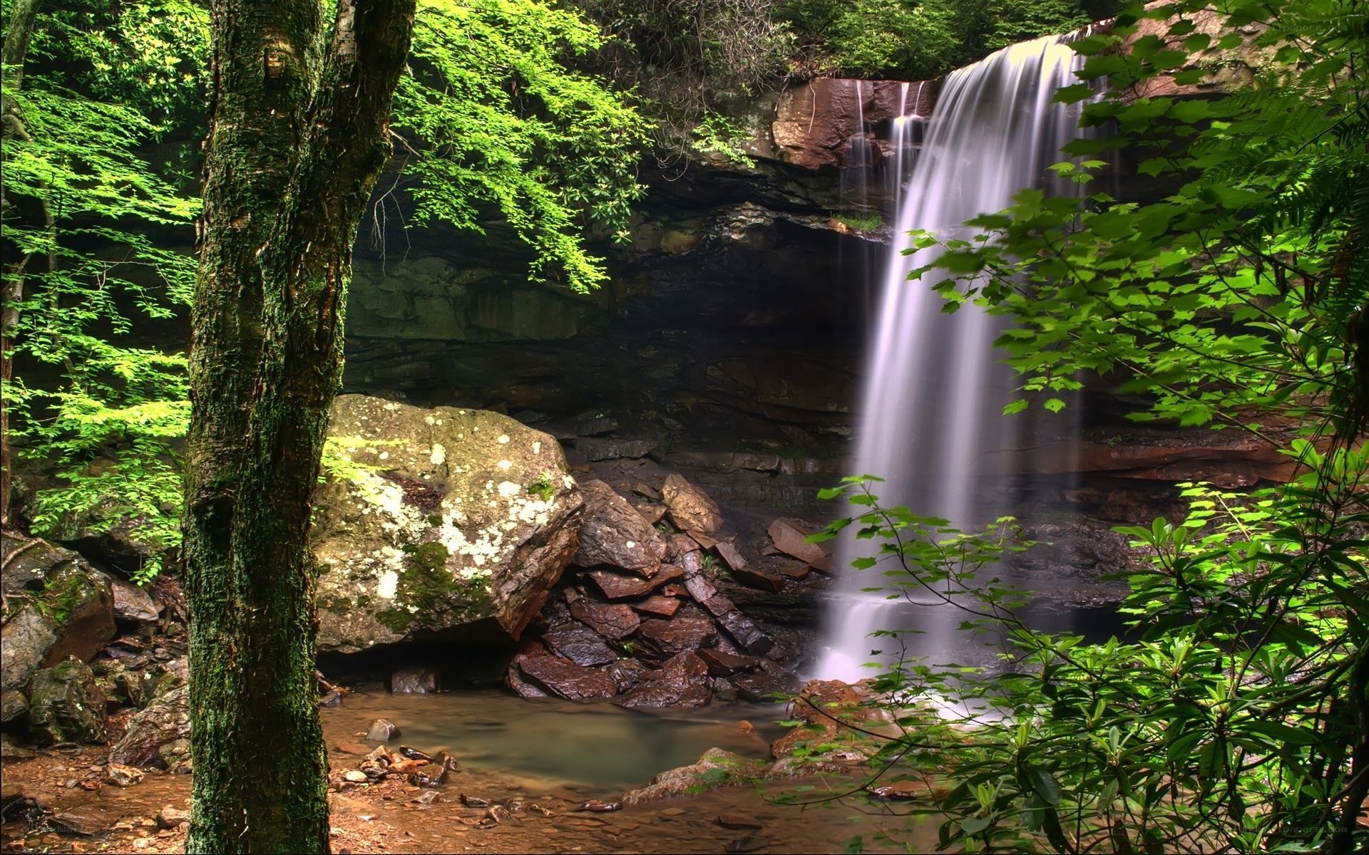 Waterfall in a lush forest