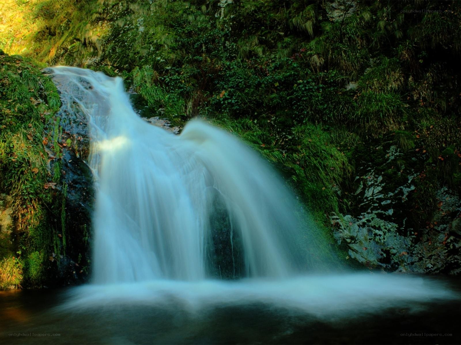 Waterfall in a lush forest