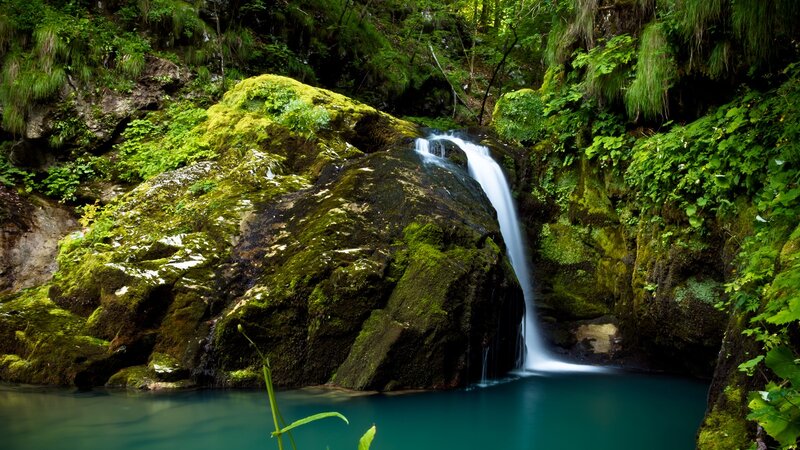 Waterfall in a lush forest