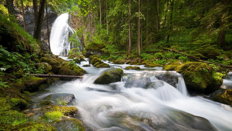 Waterfall in a lush forest