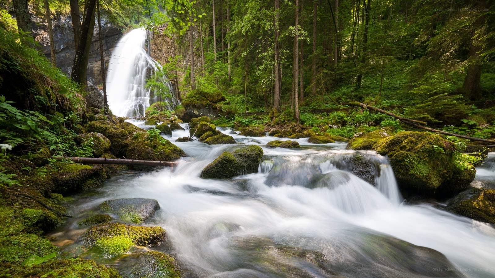 Waterfall in a lush forest