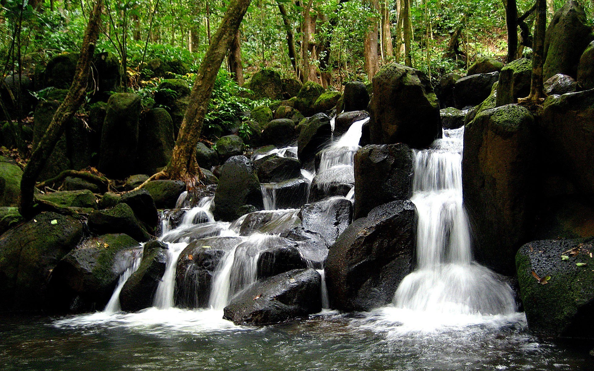 Waterfall in a lush forest