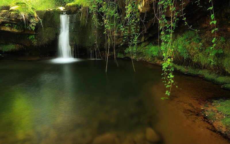 Waterfall in a lush forest