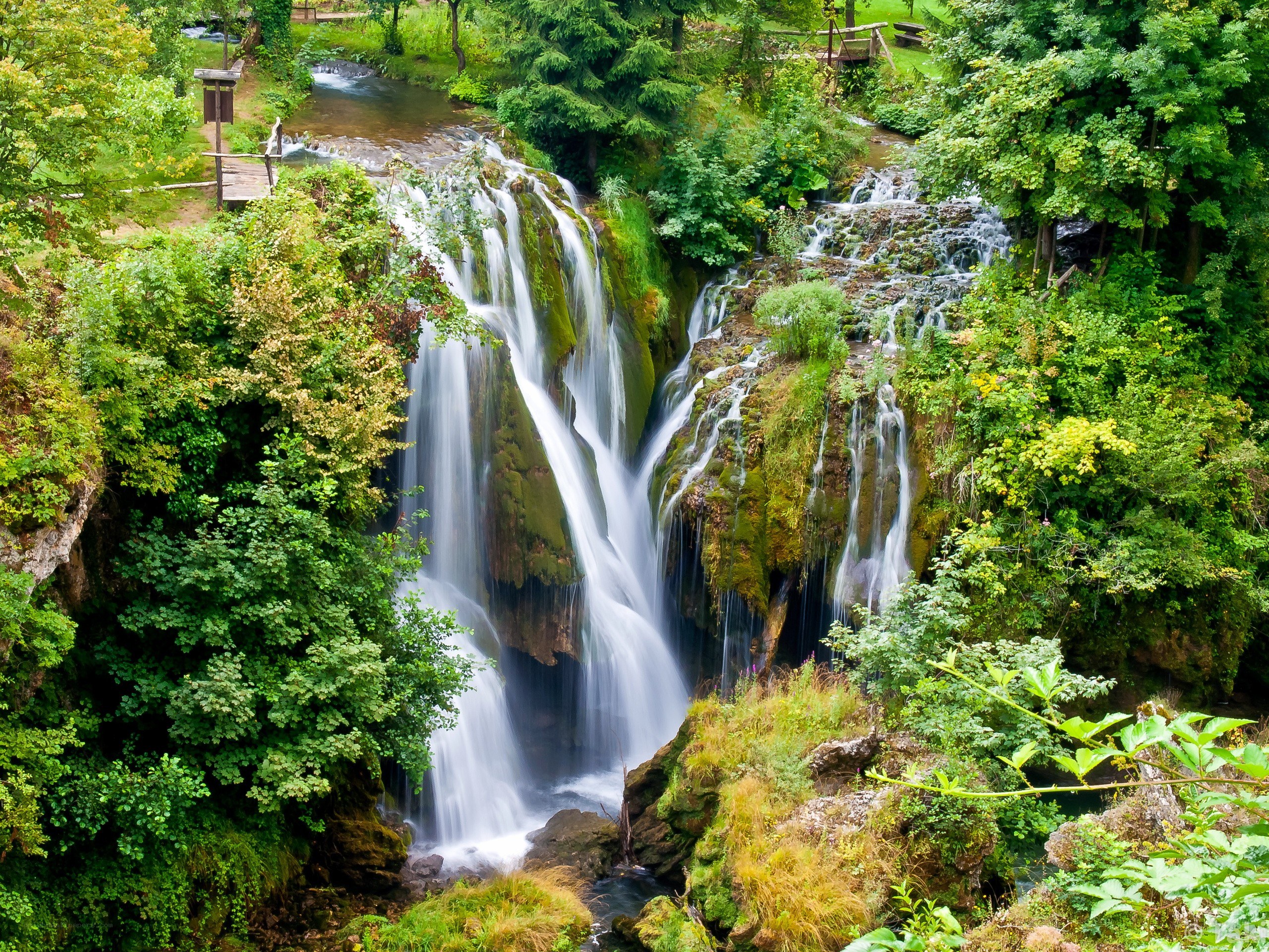 Waterfall in a lush forest