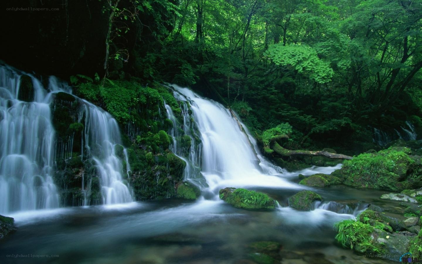Waterfall in a lush forest