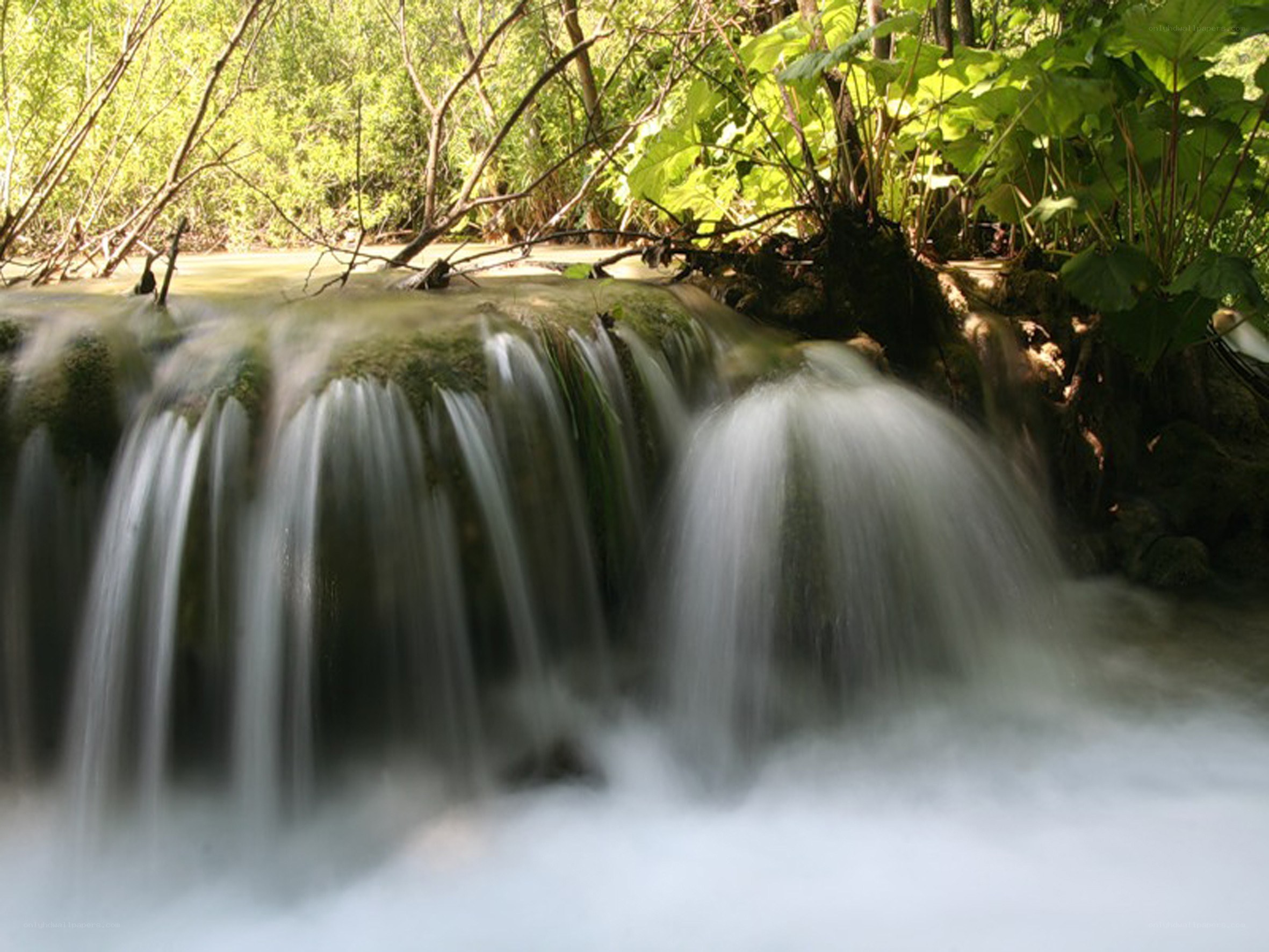 Waterfall in a lush forest