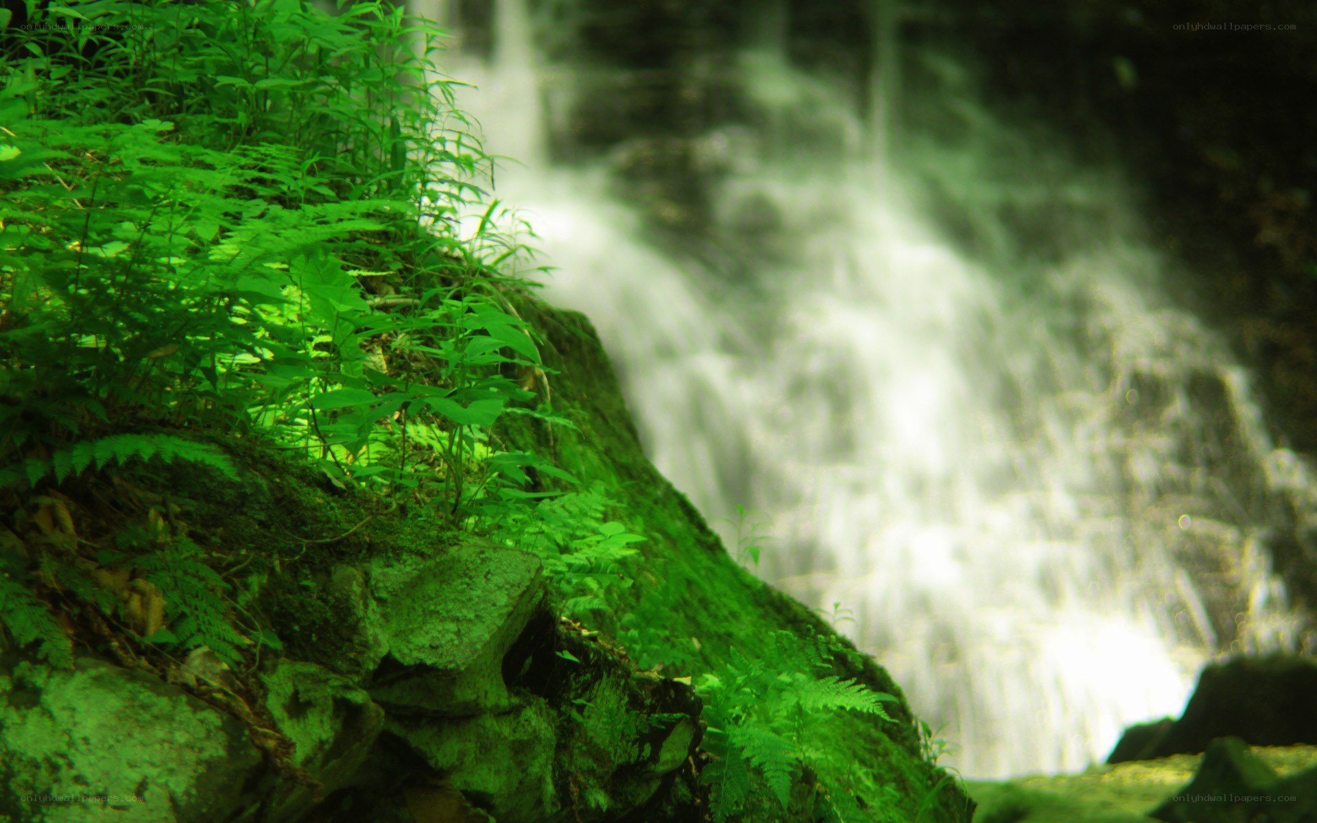 Waterfall in a lush forest