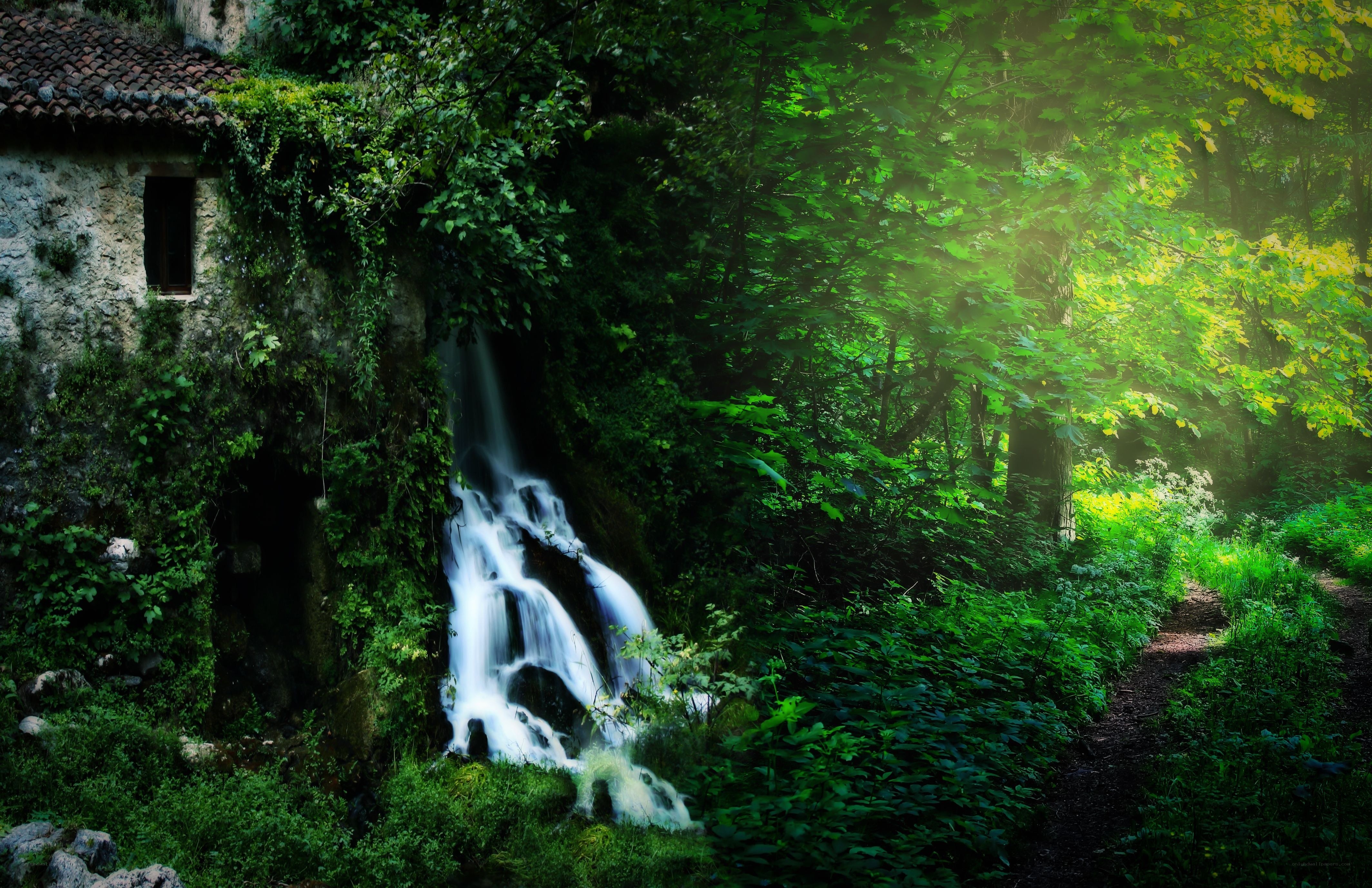 Waterfall in a lush forest