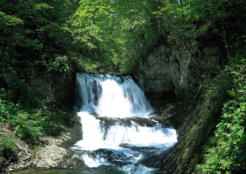 Waterfall in a lush forest