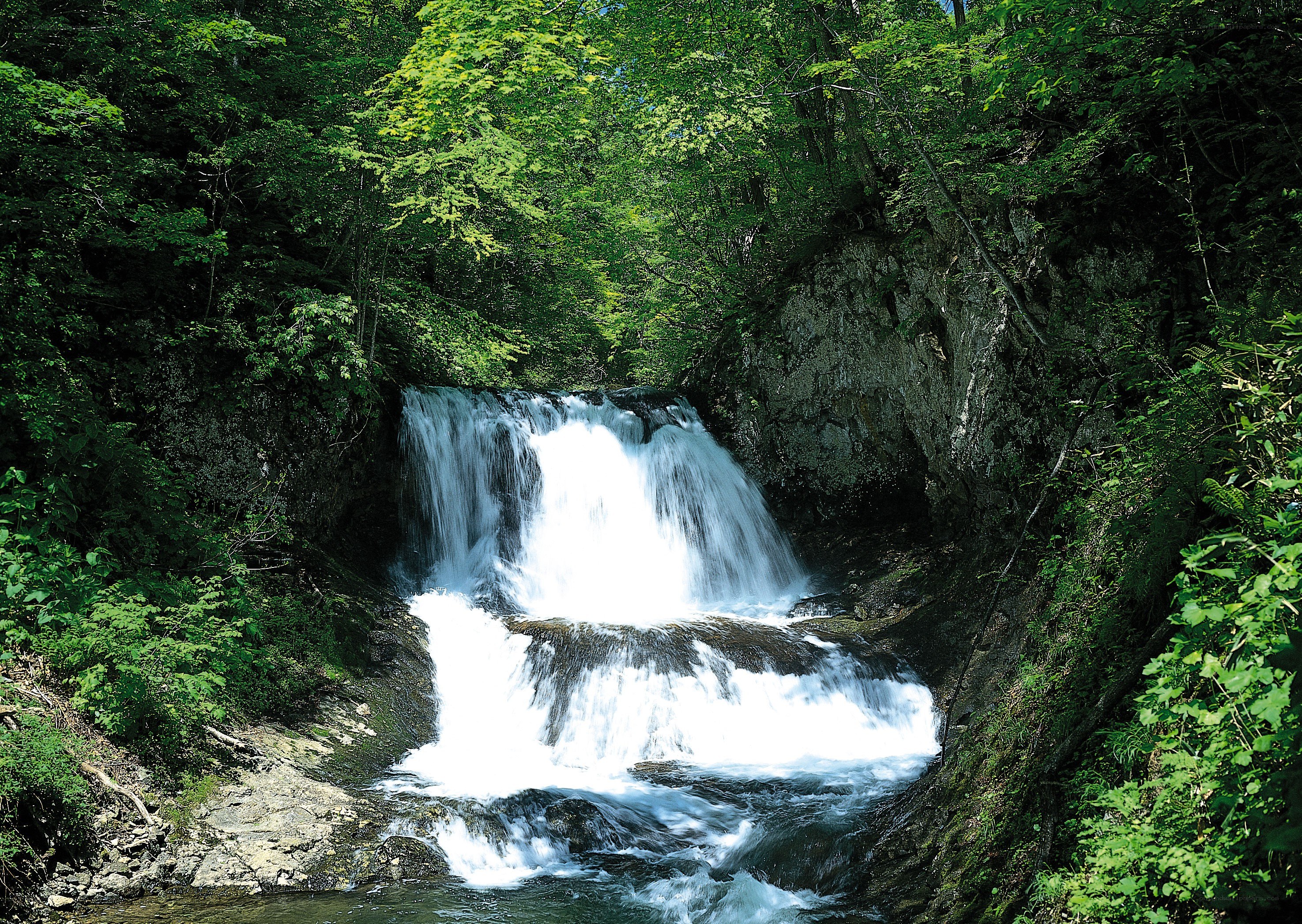 Waterfall in a lush forest